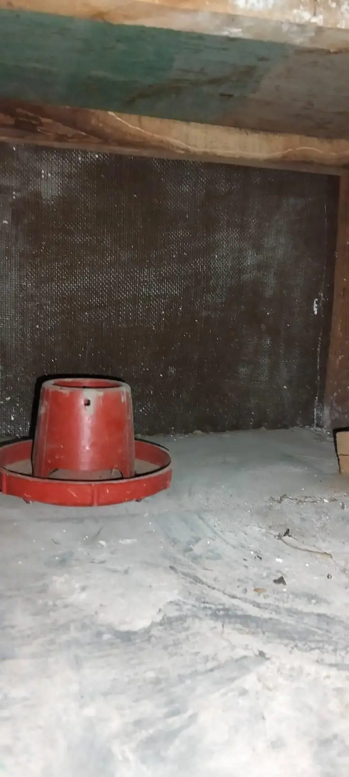 2 dasi chicks 2 aseel dasi cros chicks & 2 double story cage from hens — photo 12