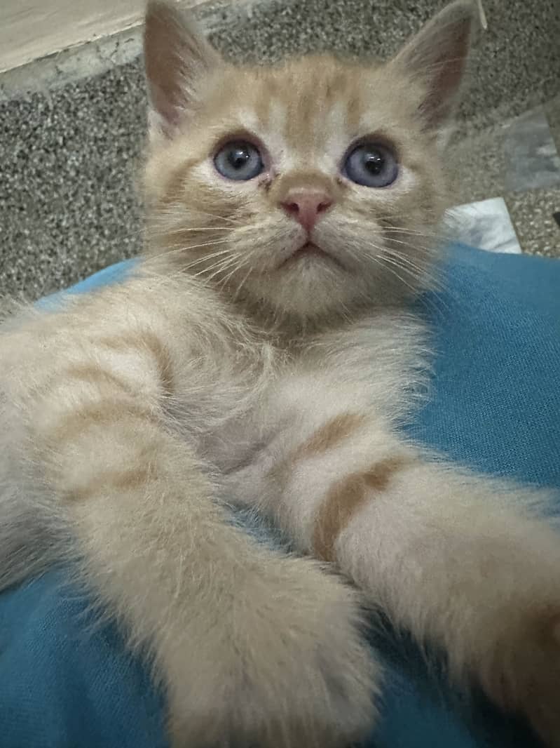 Kitten 5