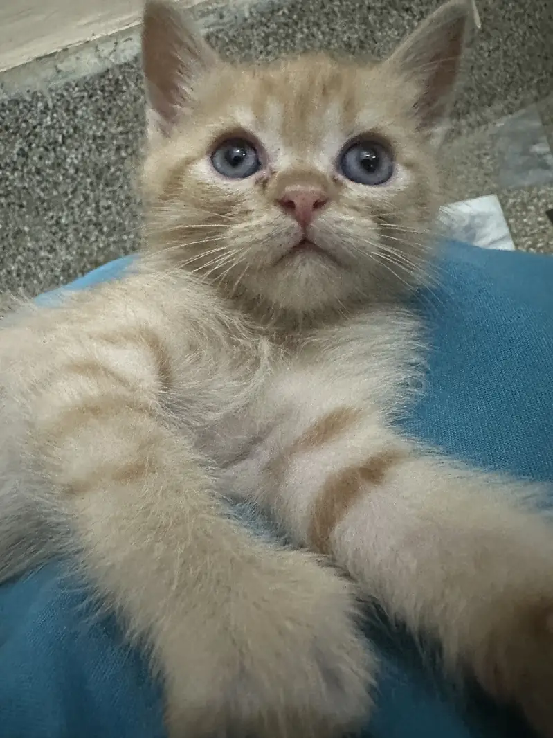 Kitten — photo 6