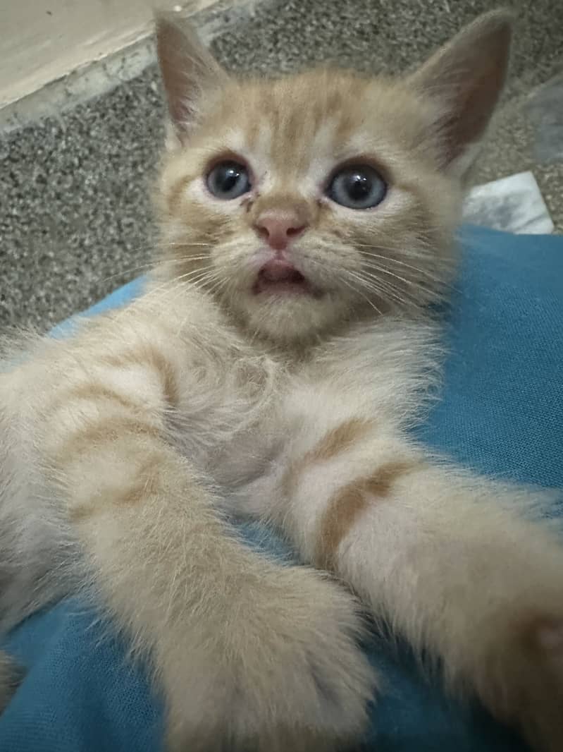 Kitten 6