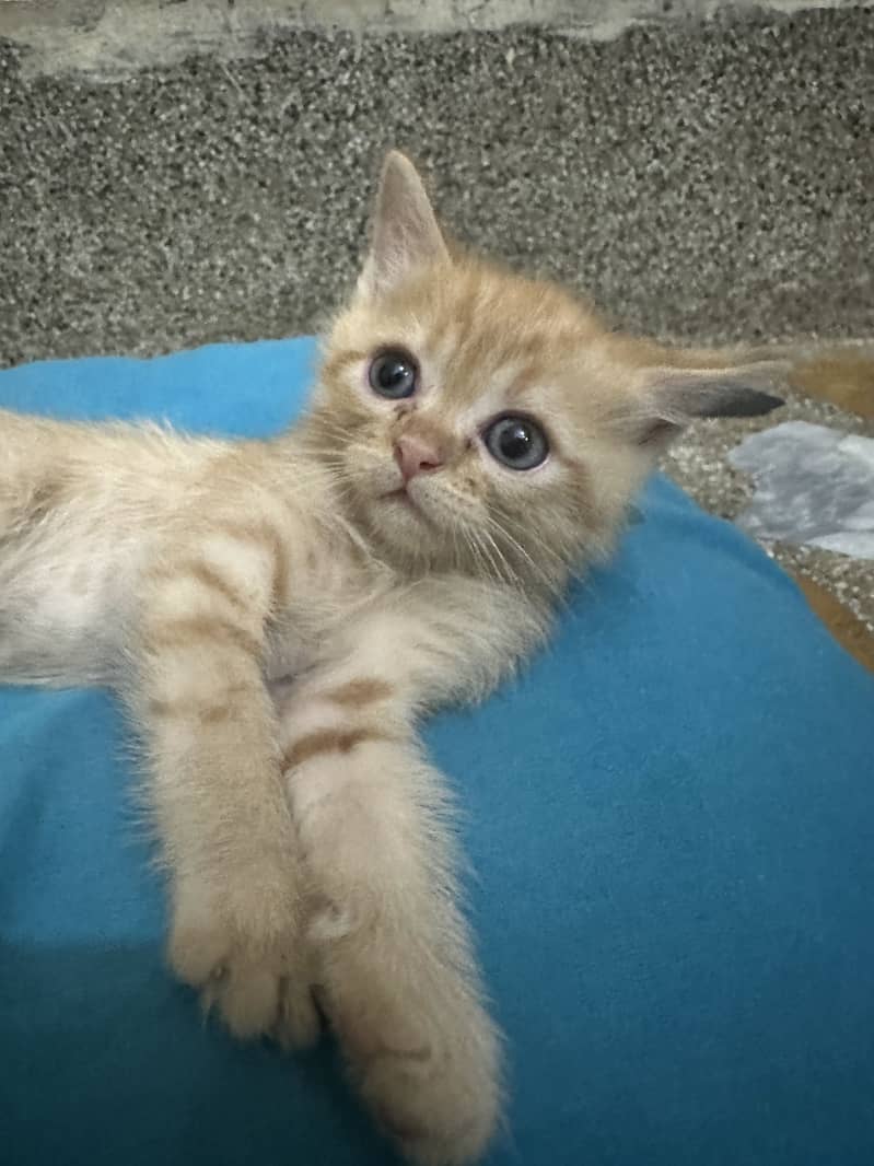 Kitten 7