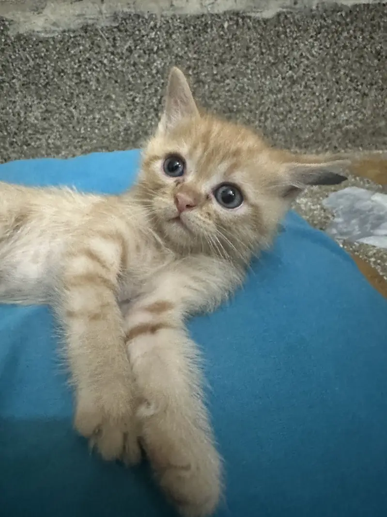 Kitten — photo 8