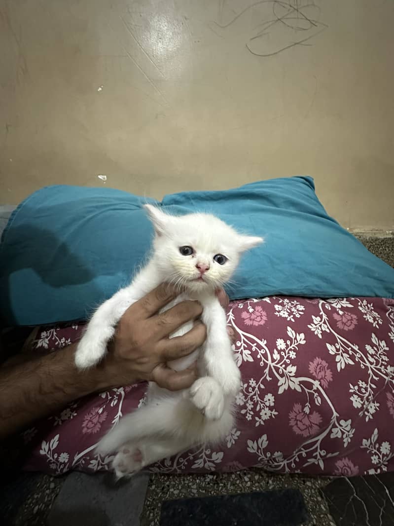 Kitten 8