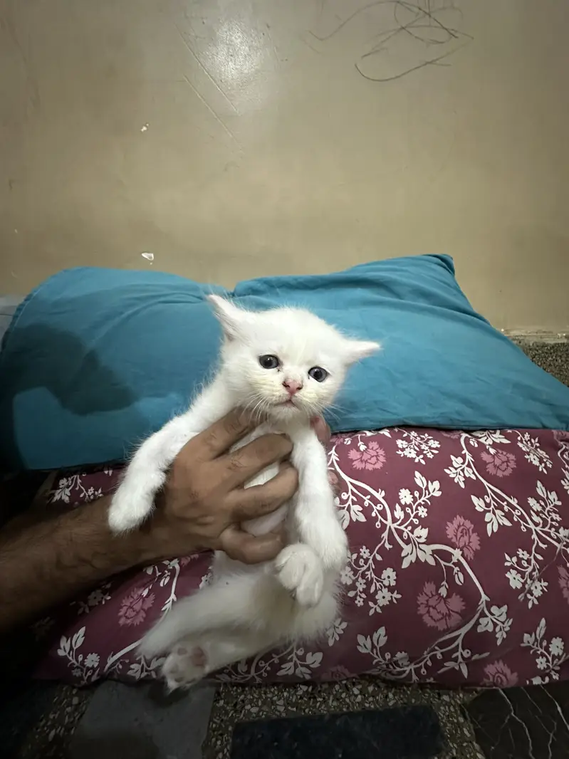 Kitten — photo 9