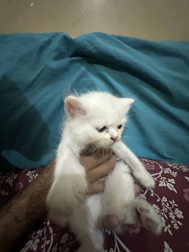 Kitten 9