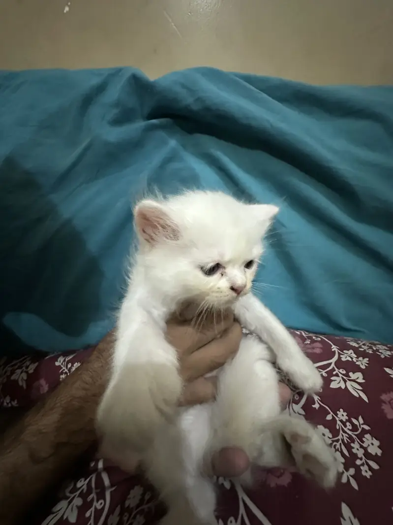 Kitten — photo 10