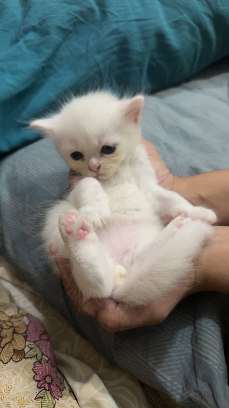Kitten 10