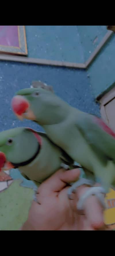 Raw parrot king size