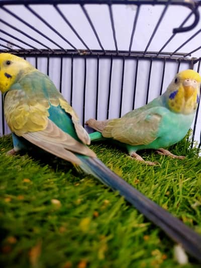 Budgies Rainbow pair