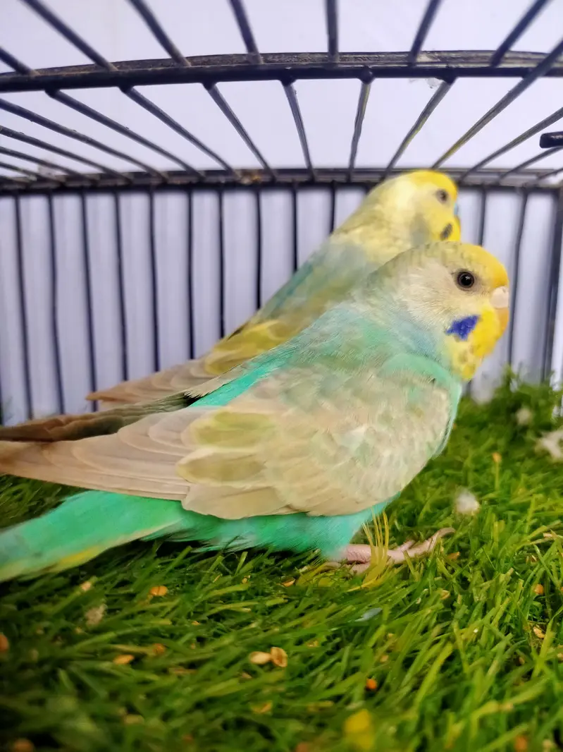 Budgies Rainbow pair — photo 2