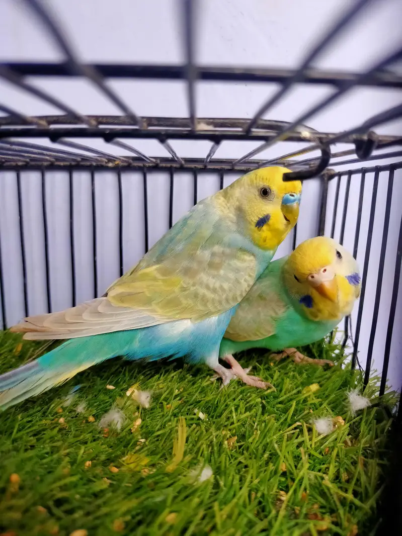 Budgies Rainbow pair — photo 3