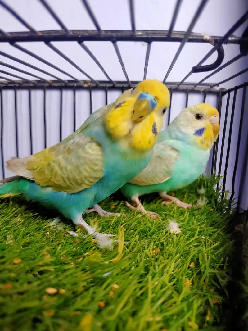 Budgies Rainbow pair — photo 4