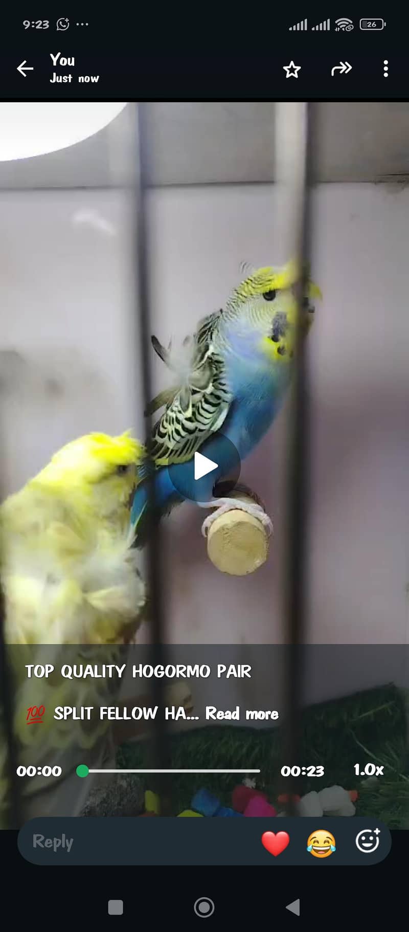 QUALITY HOGORMO PAIR 1
