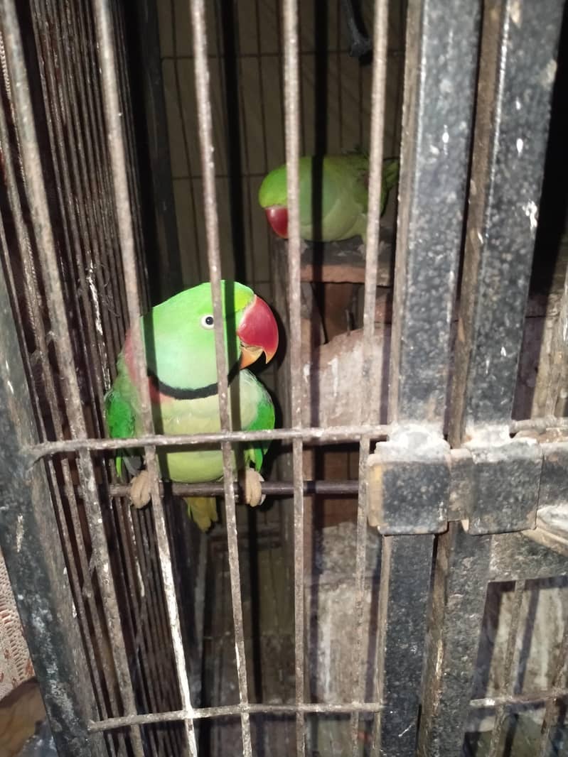 green parrot 1
