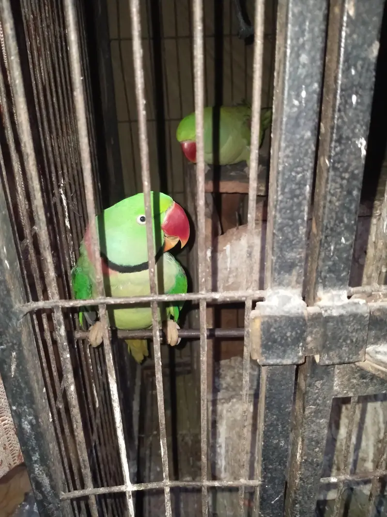 green parrot — photo 2