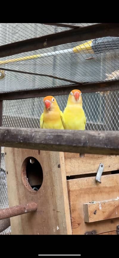 Love birds with baby