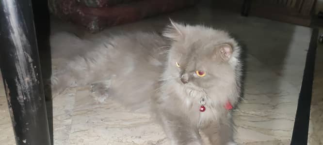 persion cat tripple cotted