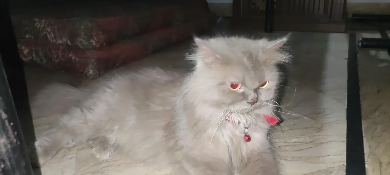 persion cat tripple cotted — photo 2