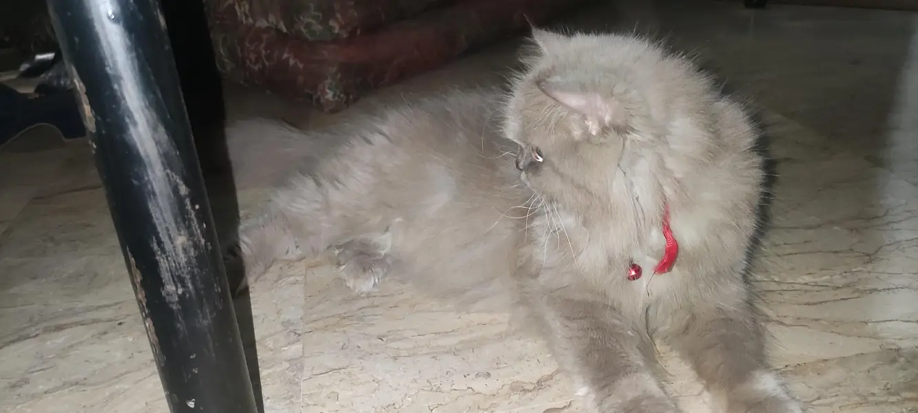 persion cat tripple cotted — photo 3