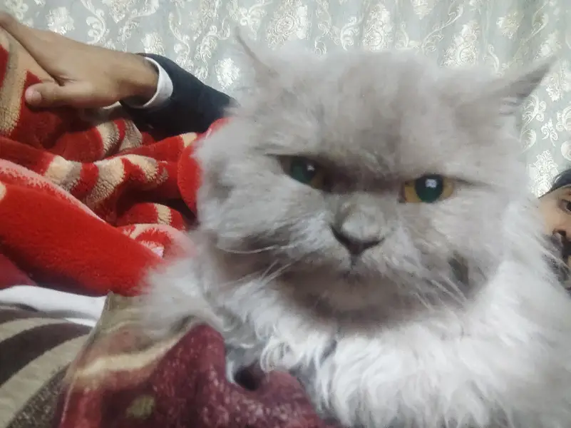 persion cat tripple cotted — photo 4