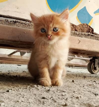 kitten for sale