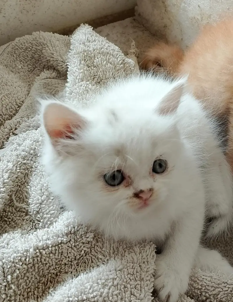 kitten for sale — photo 2
