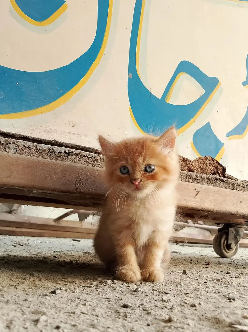 kitten for sale — photo 3