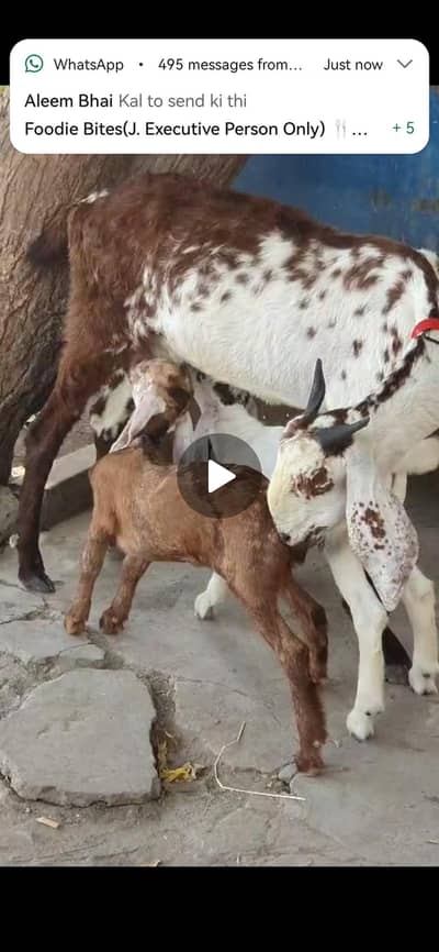 Bakre bacho k sth