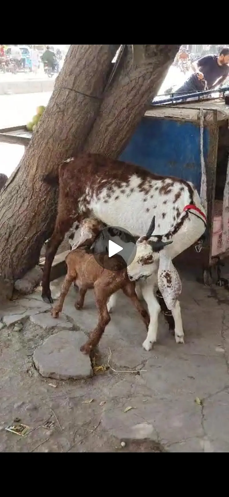 Bakre bacho k sth — photo 2