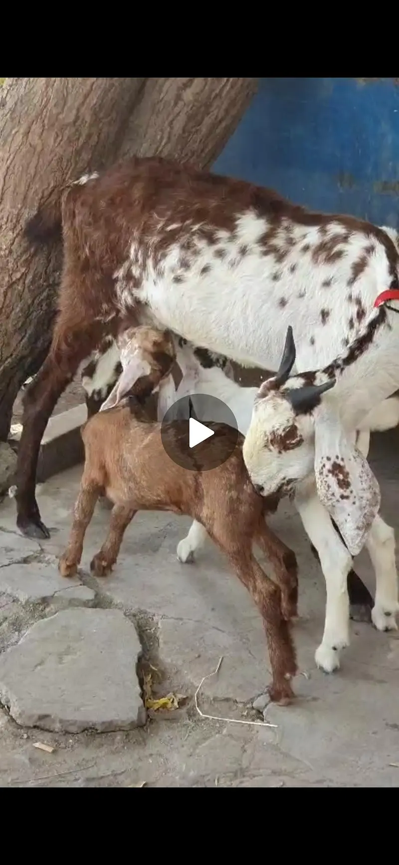 Bakre bacho k sth — photo 3
