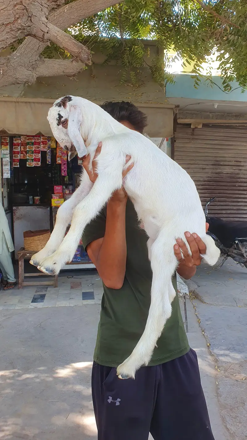 Bakre bacho k sth — photo 5