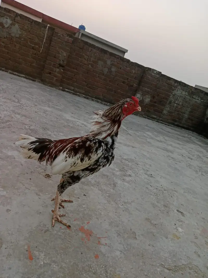 aseel murga — photo 4
