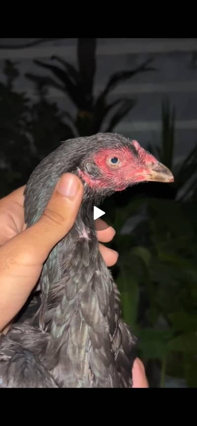 Aseel Bird