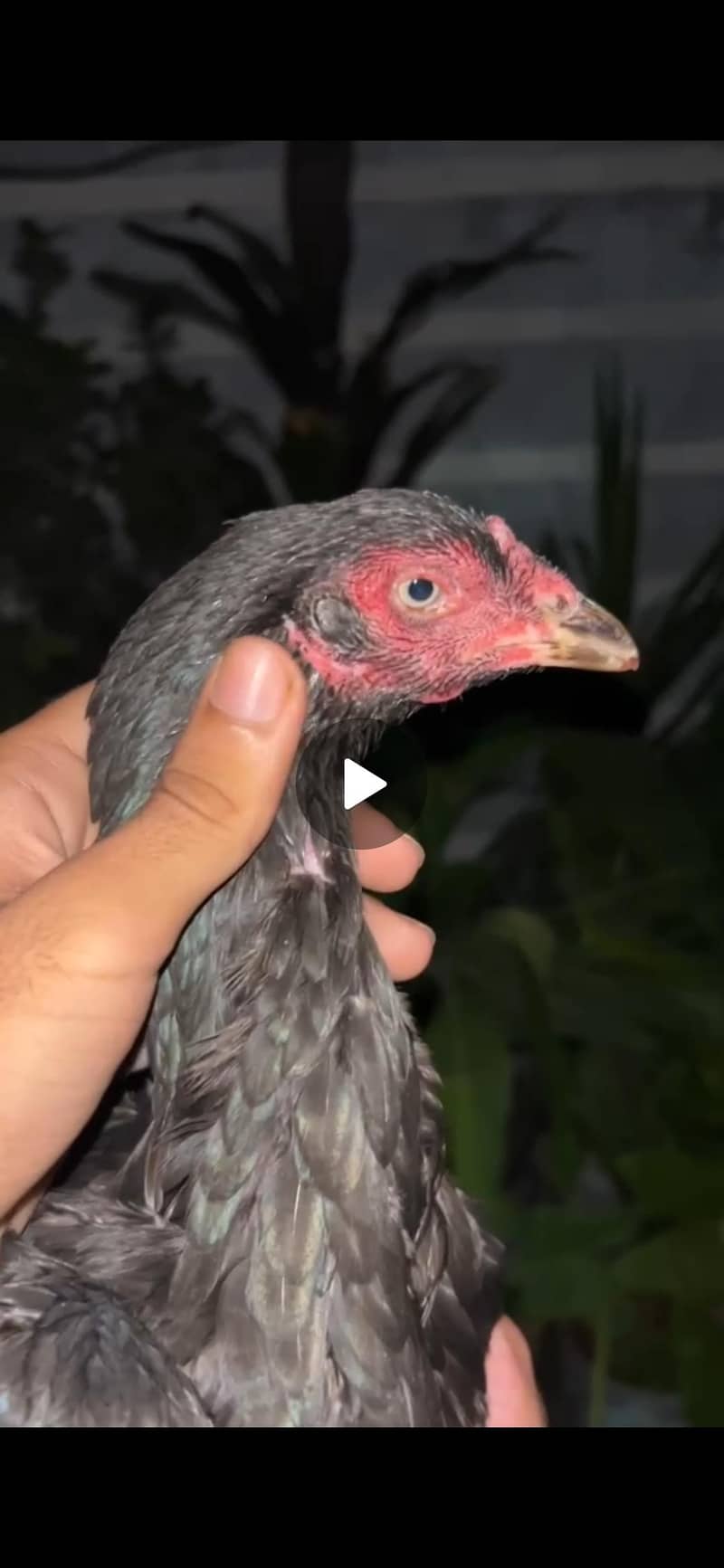 Aseel Bird 0