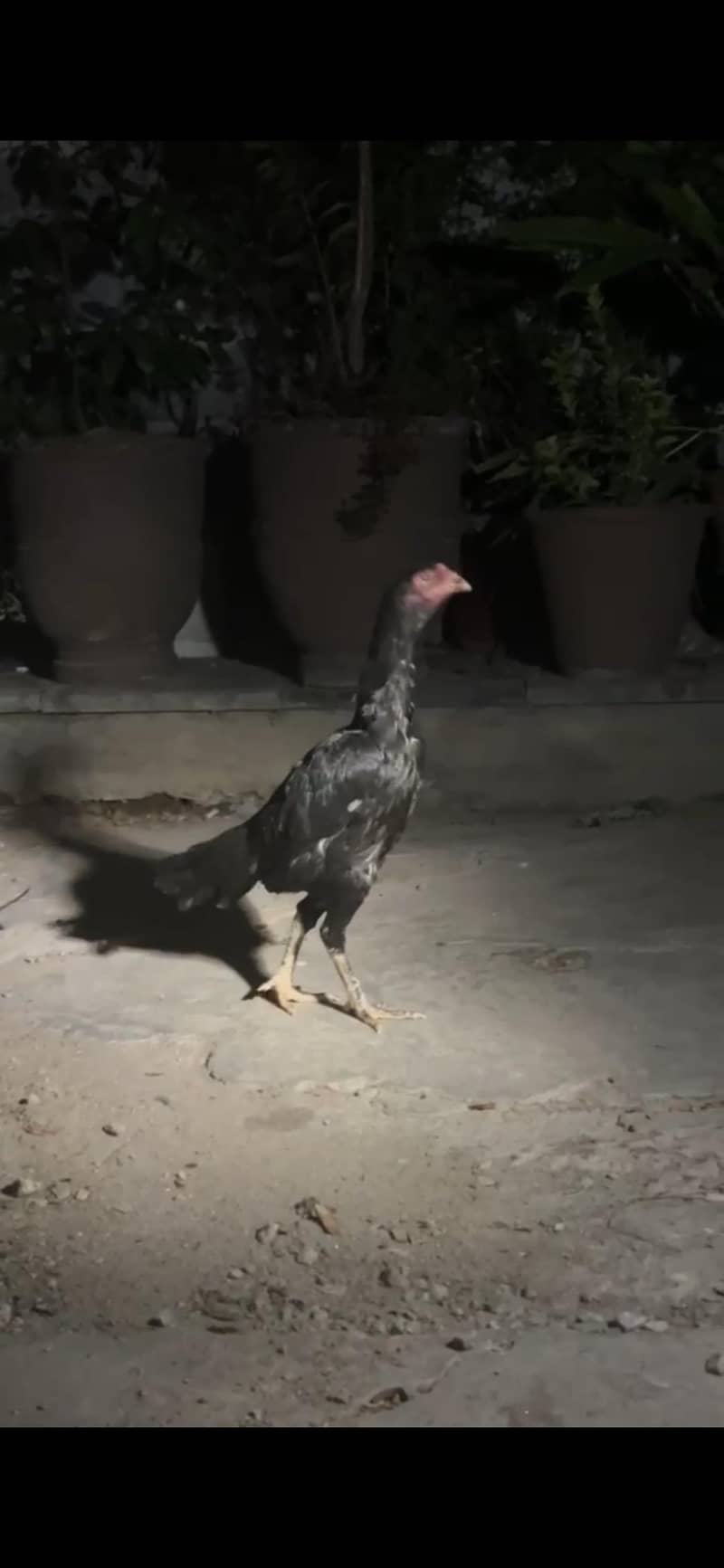 Aseel Bird 2
