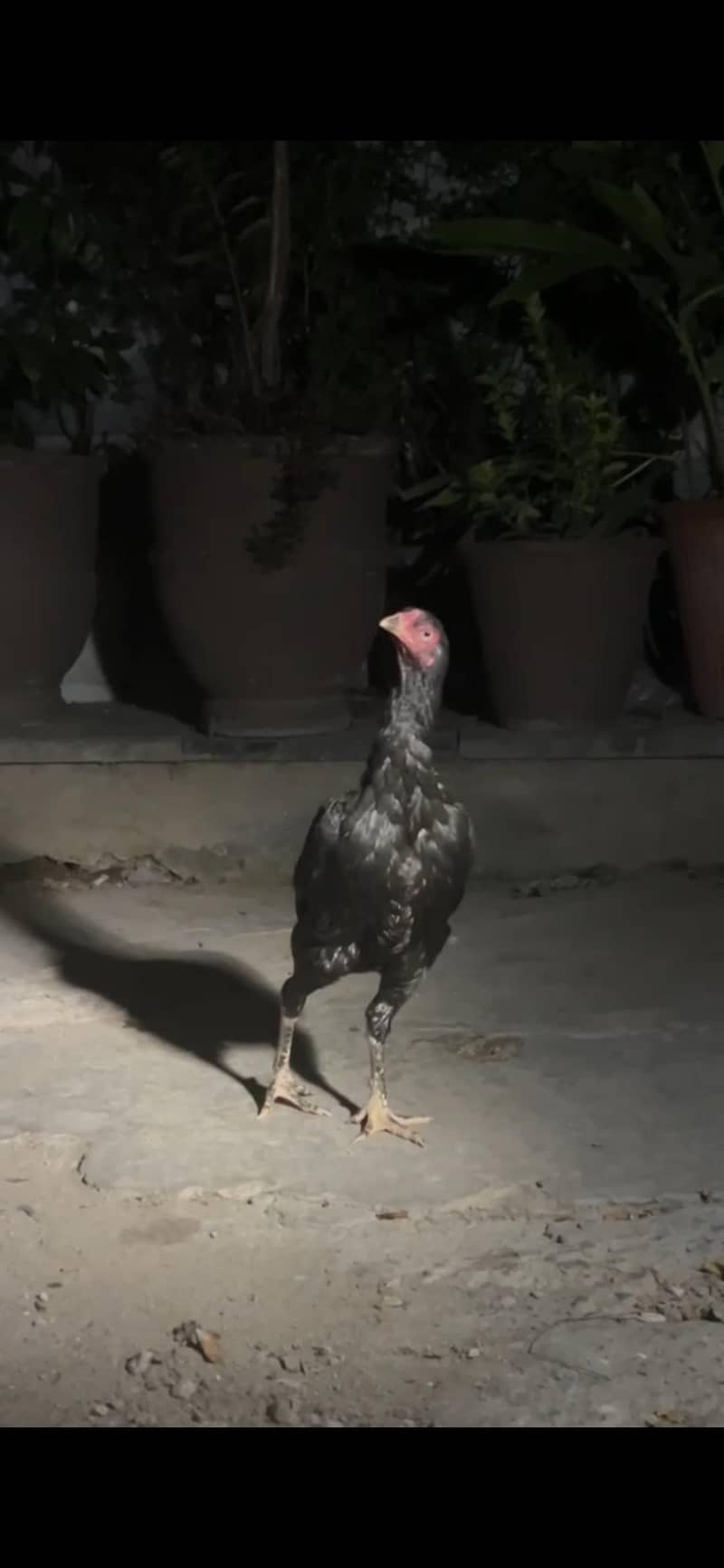 Aseel Bird 3