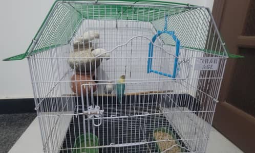 4 Love Birds For Sale with cage and accesories.