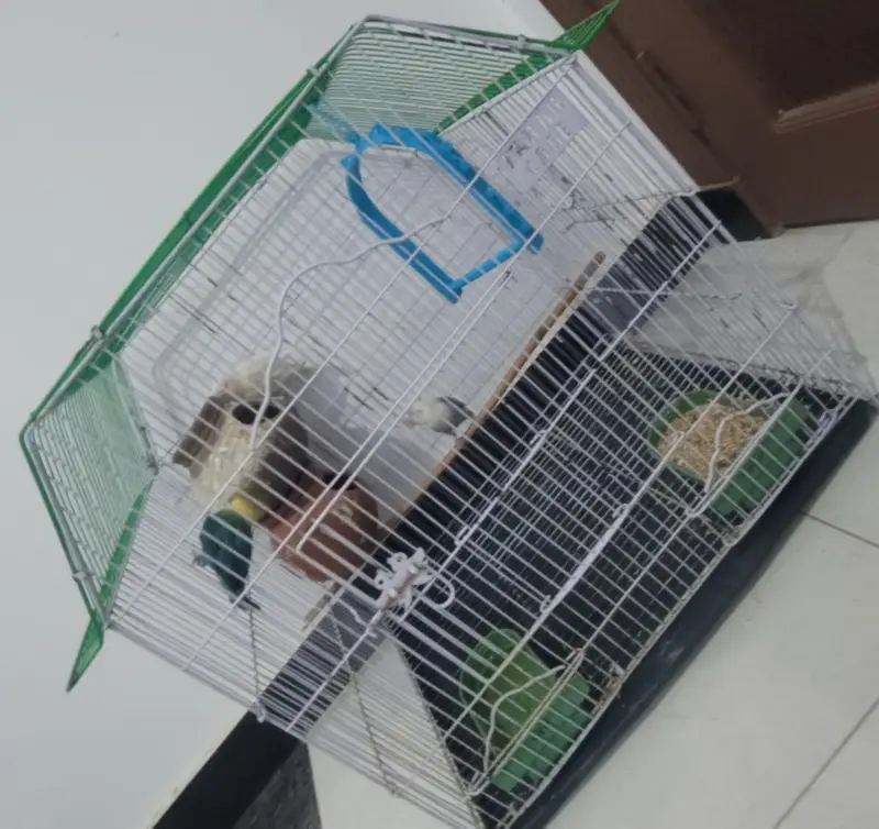 4 Love Birds For Sale with cage and accesories. 7500 is final price. — photo 2