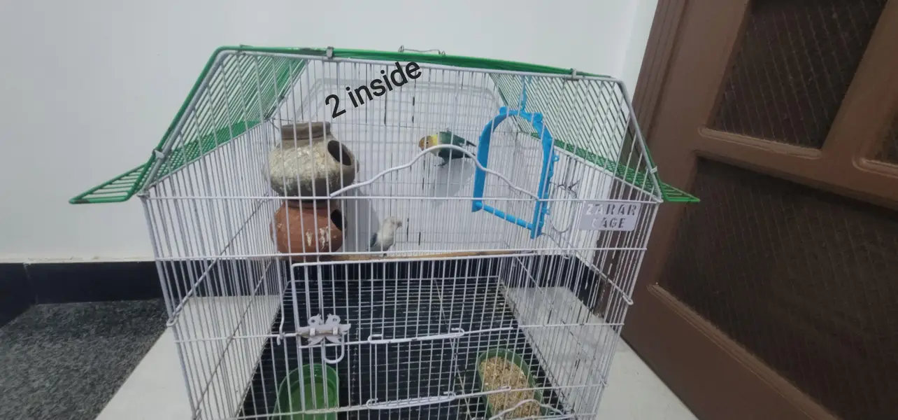 4 Love Birds For Sale with cage and accesories. 7500 is final price. — photo 3