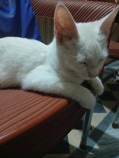 Turkish angora 4 months old