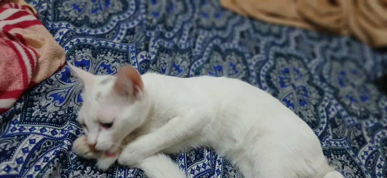 Turkish angora 4 months old — photo 2
