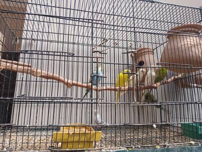 Australian parrots for sale