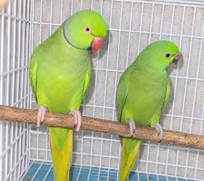 Healthy Talking green neck parrots