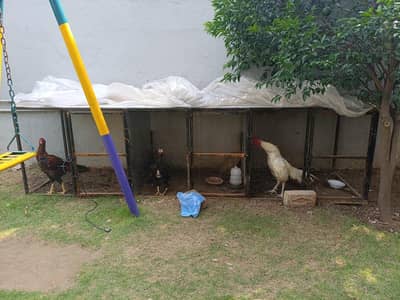 Metal Cage. 3×3×3 best for aseel hens.
