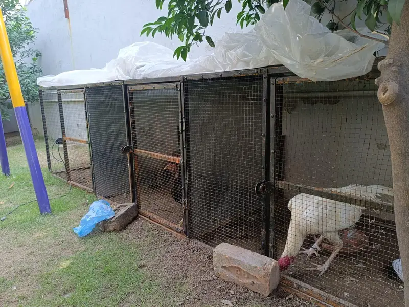 Metal Cage. 3×3×3 best for aseel hens. — photo 2
