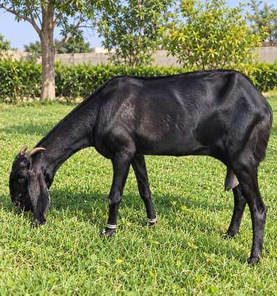 Pure Beetal female Goat 3 Years - Goat for sale