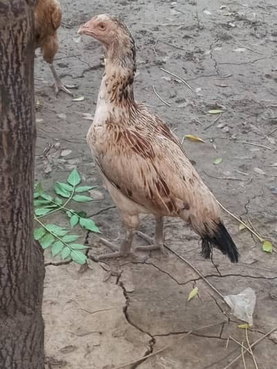 aseel margi for sale egg b dati ha
