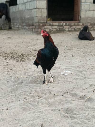 Parmooz aseel