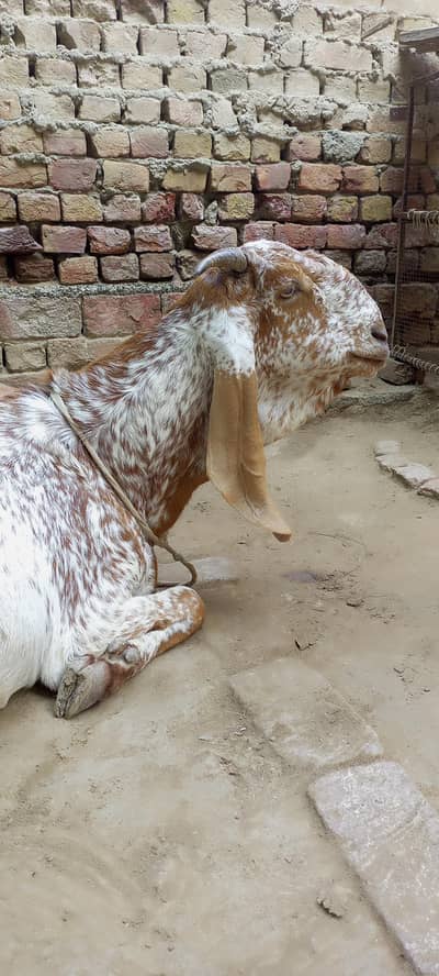 Makhi Cheeni Ghaban tiyar Female
