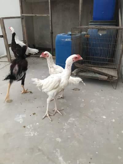 Heera pair